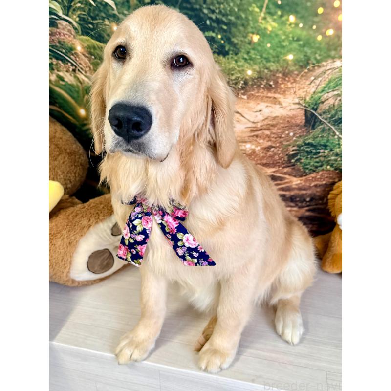 成約済の静岡県のゴールデンレトリーバー-441262の2枚目