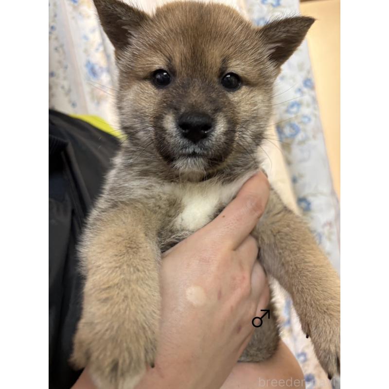 販売中の愛知県の柴犬-436030の8枚目