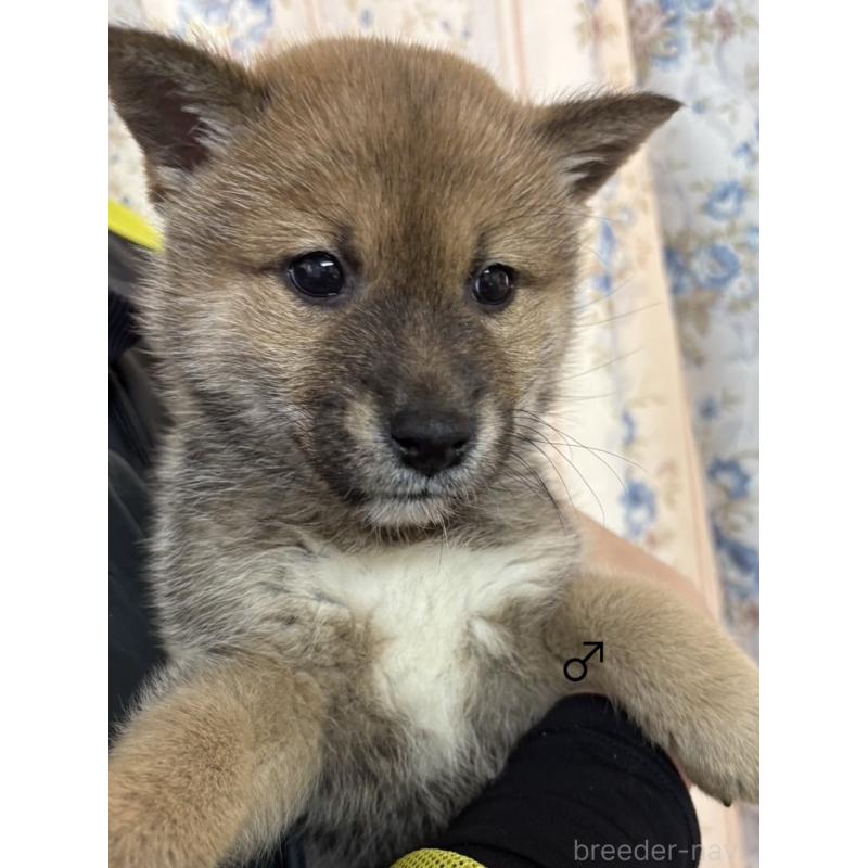 販売中の愛知県の柴犬-436030の7枚目