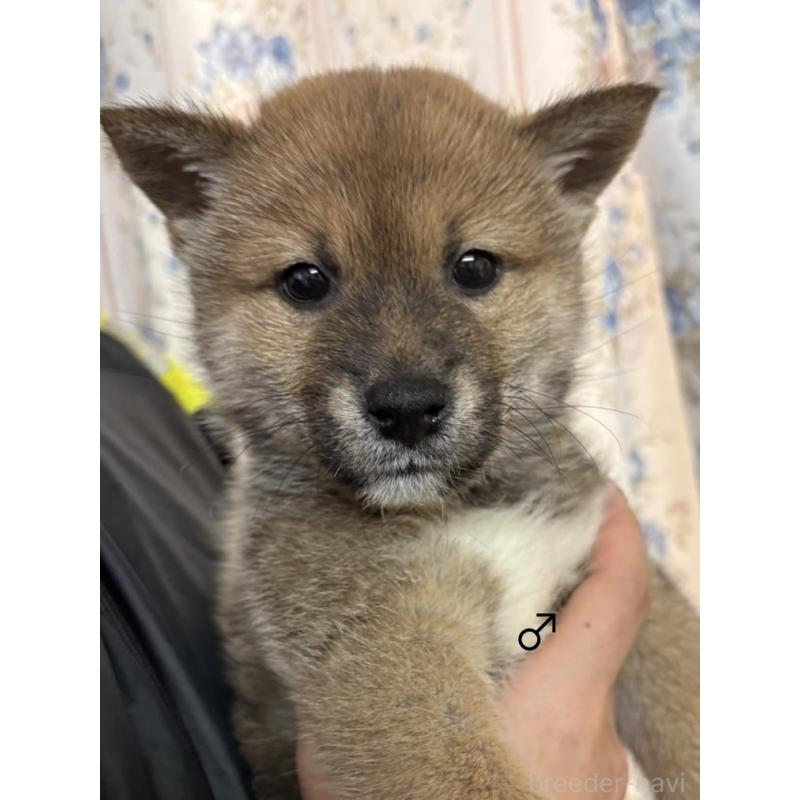 販売中の愛知県の柴犬-436030の6枚目