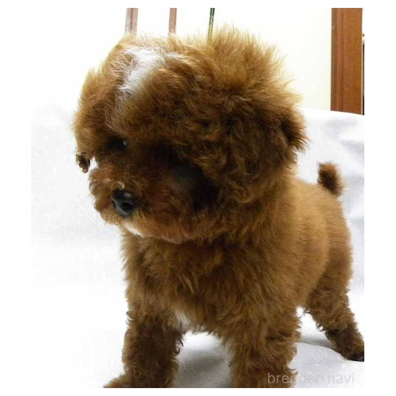 販売中の群馬県のトイプードル-425495の7枚目