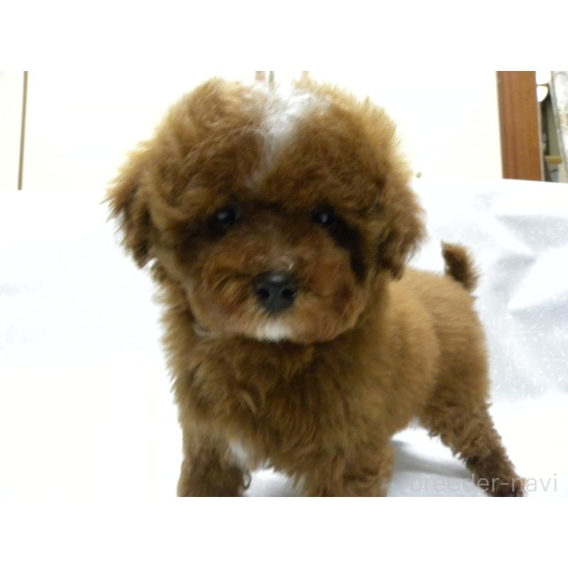 販売中の群馬県のトイプードル-425495の6枚目