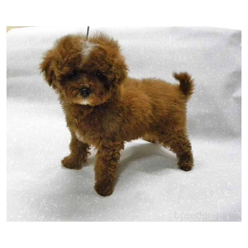 販売中の群馬県のトイプードル-425495の5枚目