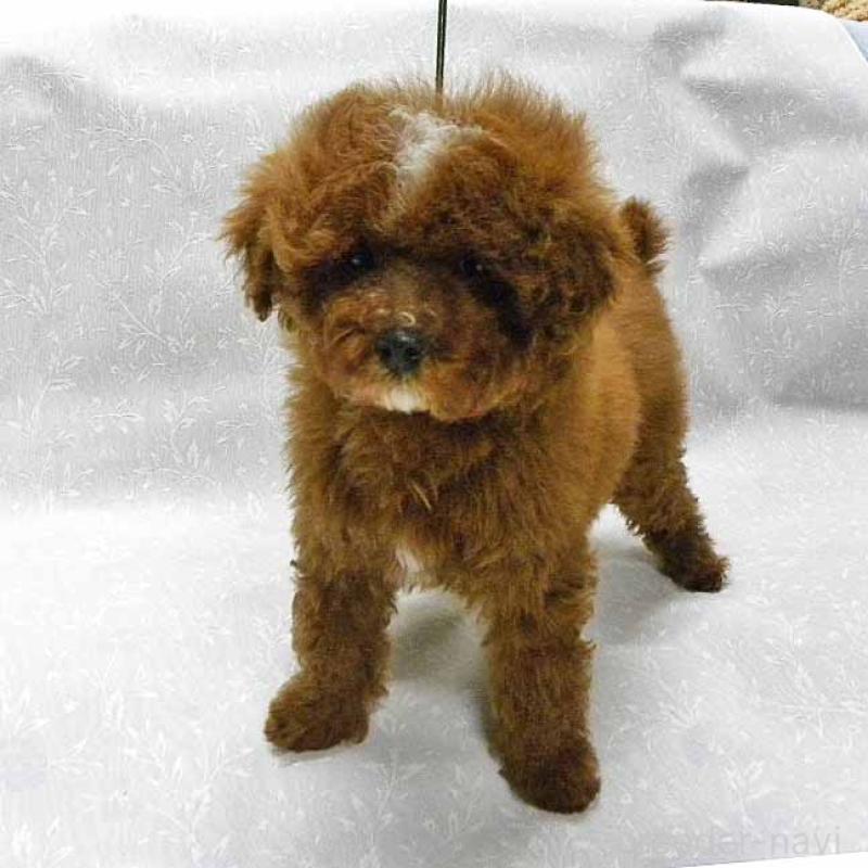 販売中の群馬県のトイプードル-425495の4枚目