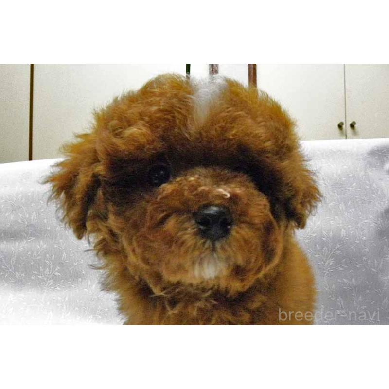 販売中の群馬県のトイプードル-425495の2枚目