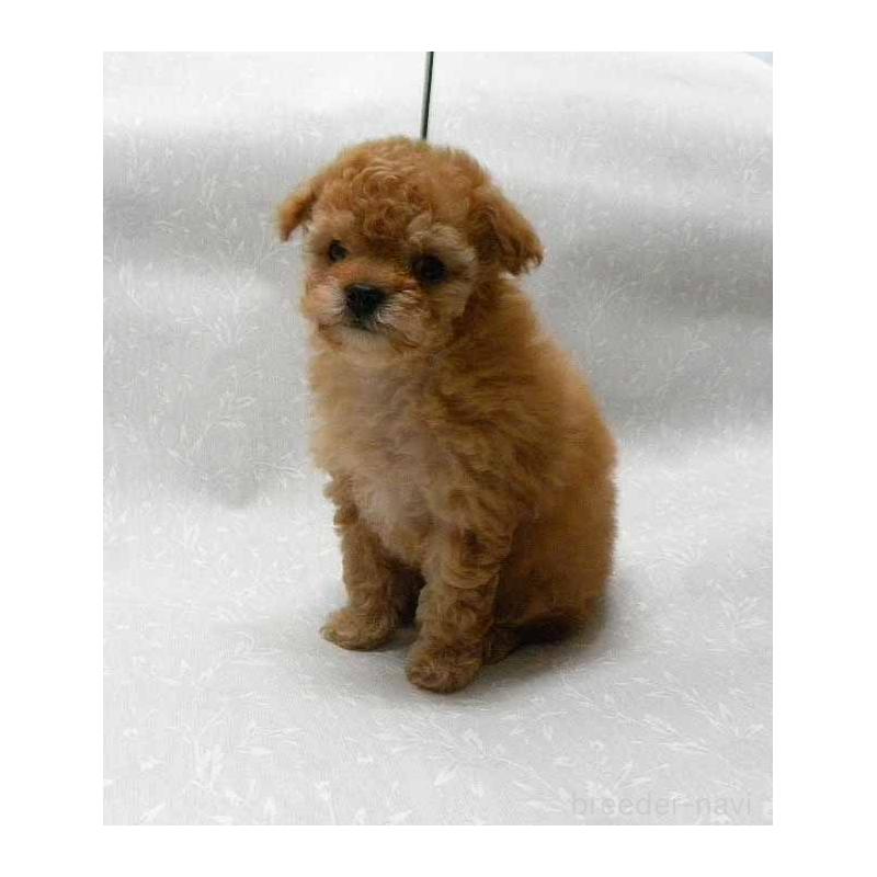 販売中の群馬県のタイニープードル-441266の1枚目
