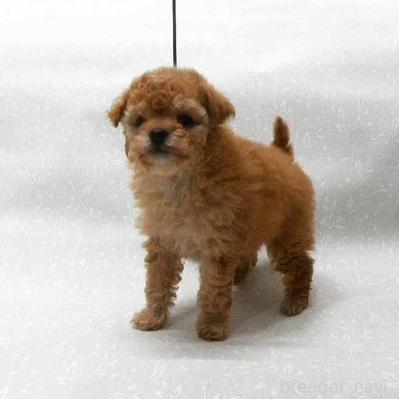 販売中の群馬県のタイニープードル-441266の5枚目