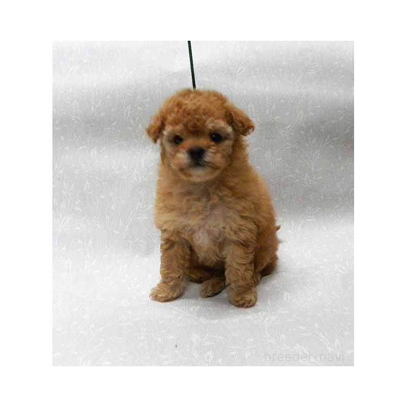 販売中の群馬県のタイニープードル-441266の4枚目