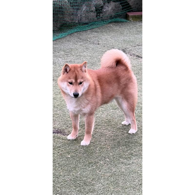 販売中の岡山県の豆柴-412841の3枚目