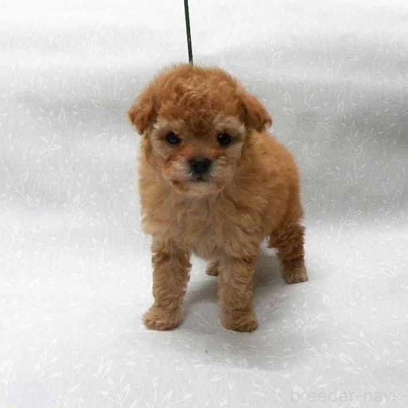 販売中の群馬県のタイニープードル-441266の3枚目