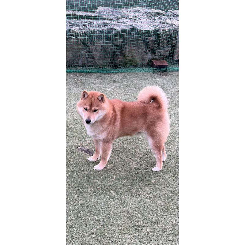 販売中の岡山県の豆柴-412841の2枚目