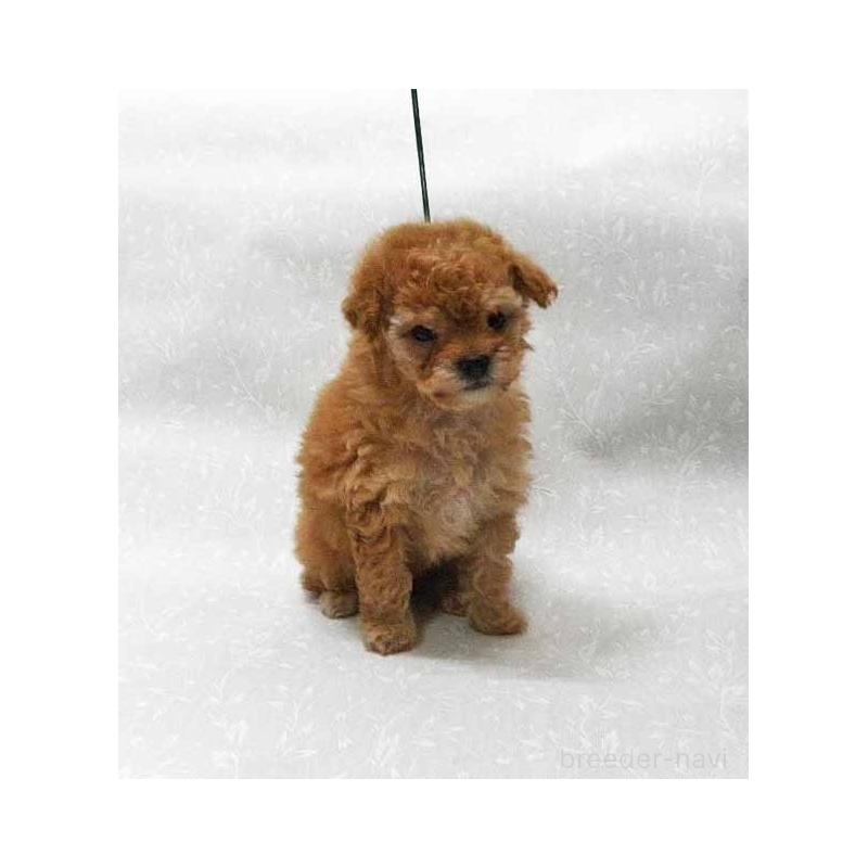 販売中の群馬県のタイニープードル-441266の2枚目