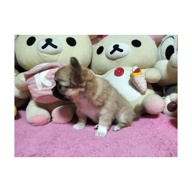 販売中の群馬県のチワワ(ロングコート)-441516の4枚目