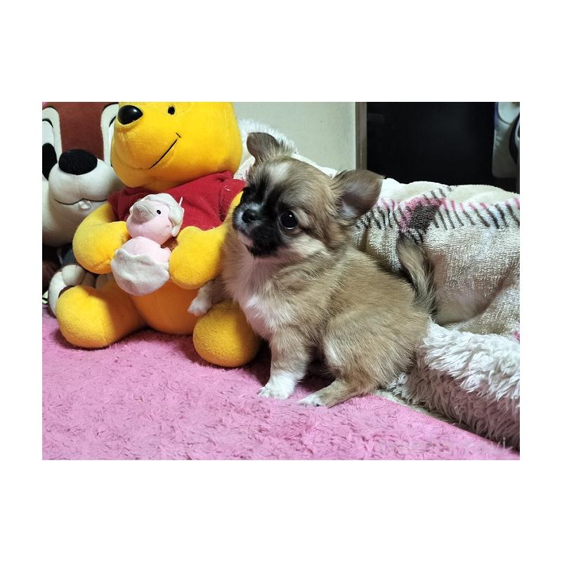 販売中の群馬県のチワワ(ロングコート)-441516の3枚目