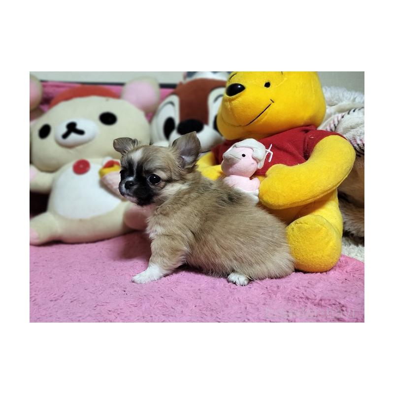 販売中の群馬県のチワワ(ロングコート)-441516の2枚目