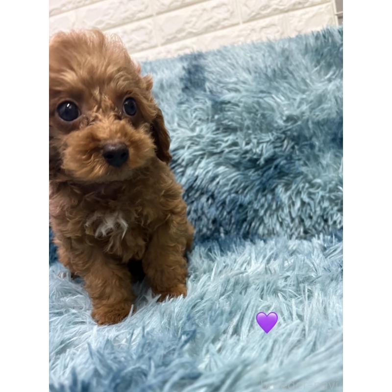 販売中の愛知県のトイプードル-429425の5枚目