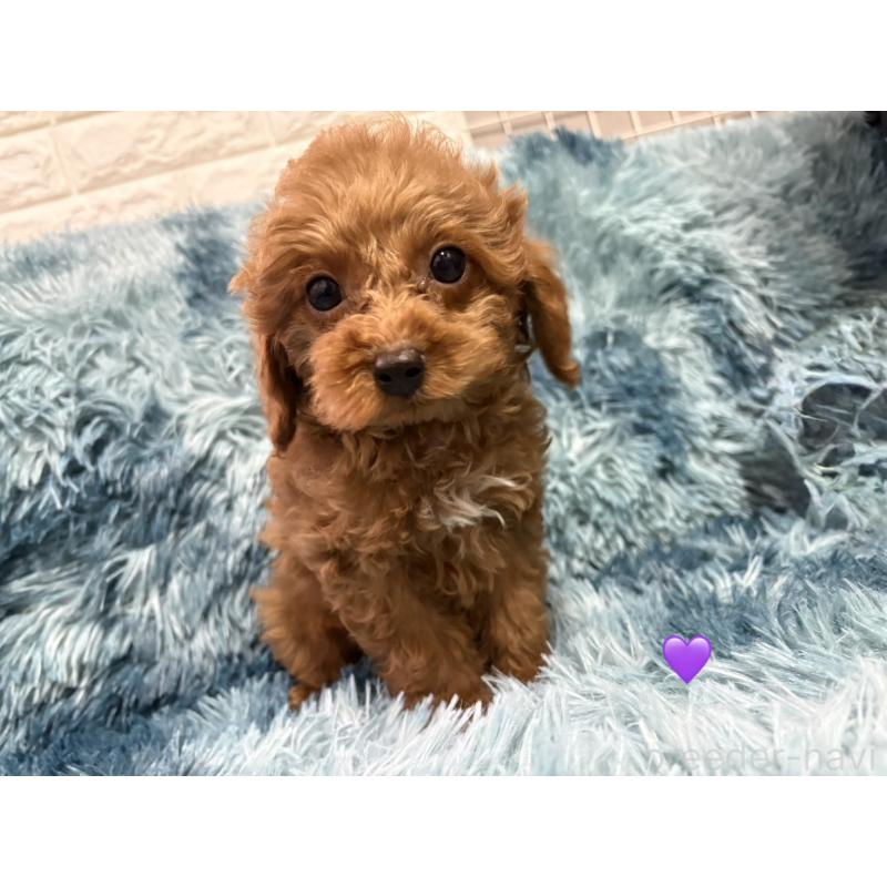 販売中の愛知県のトイプードル-429425の4枚目