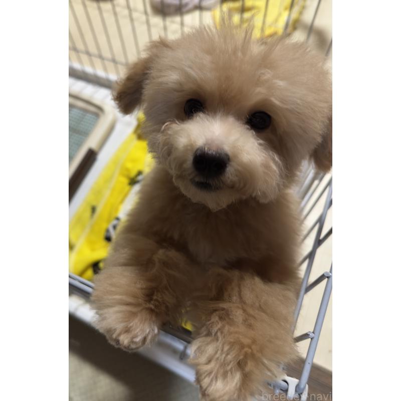 商談中の兵庫県のビションプー:ビションフリーゼ×トイプードル-423103