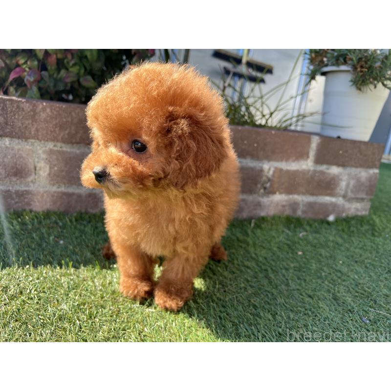 販売中の茨城県のタイニープードル-435786の4枚目