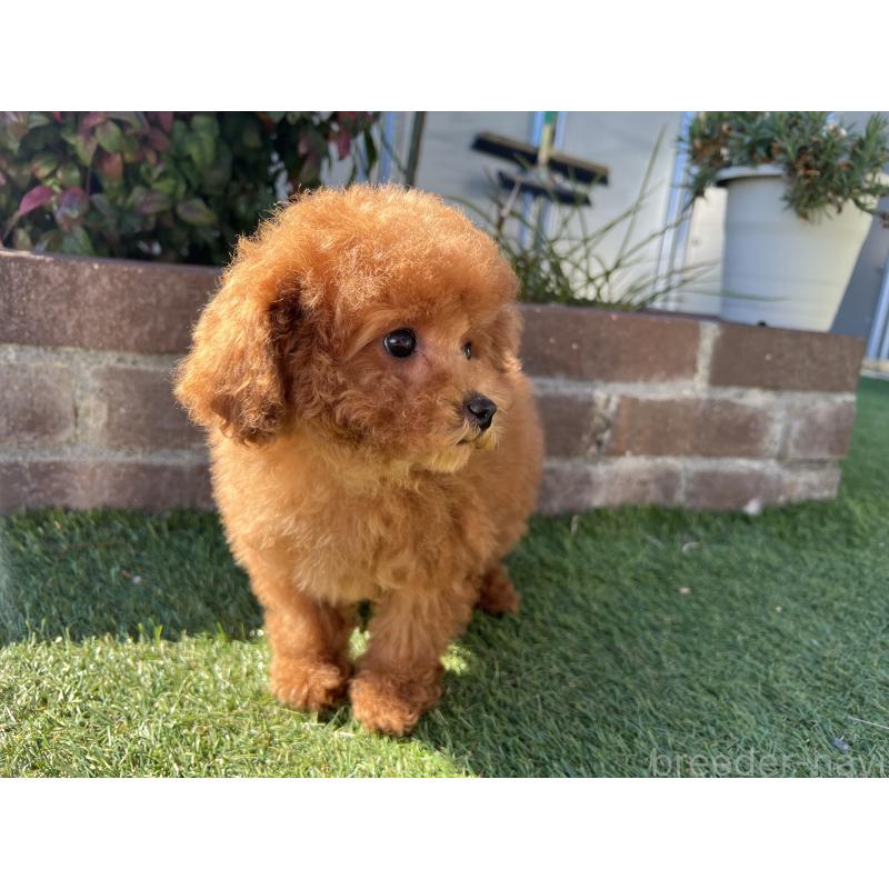 販売中の茨城県のタイニープードル-435786の3枚目