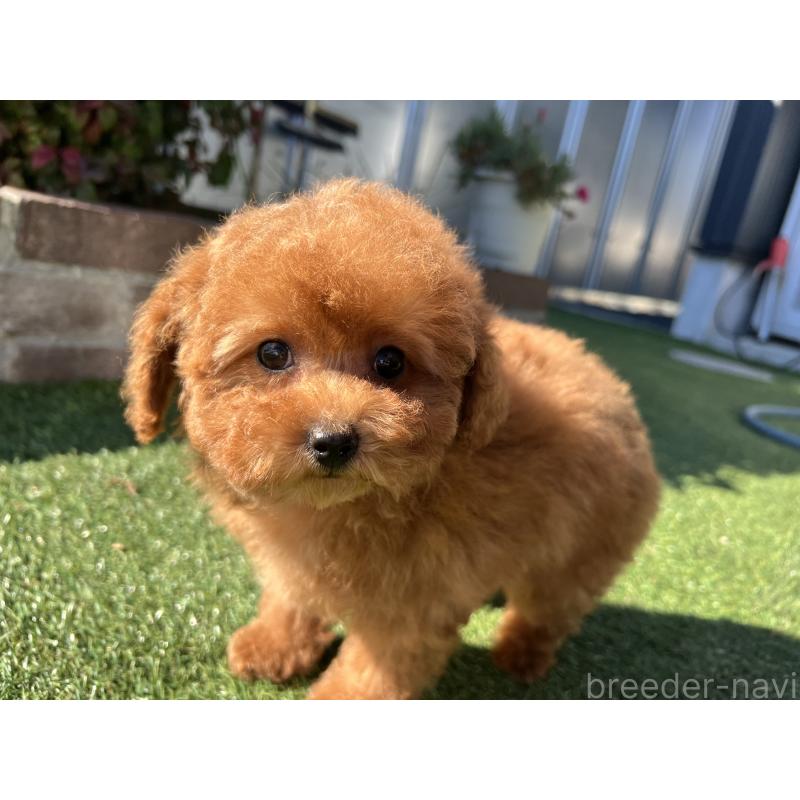販売中の茨城県のタイニープードル-435786の2枚目