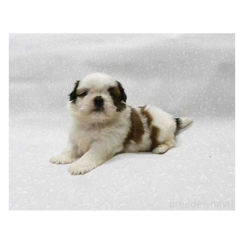 販売中の群馬県のシーズー-441268の6枚目