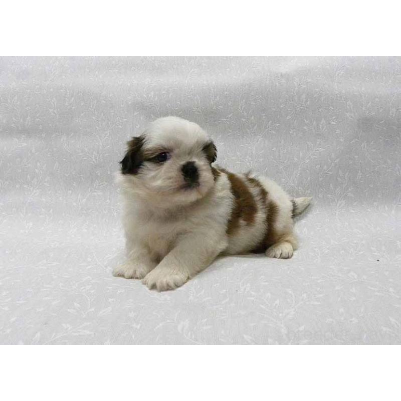 販売中の群馬県のシーズー-441268の5枚目