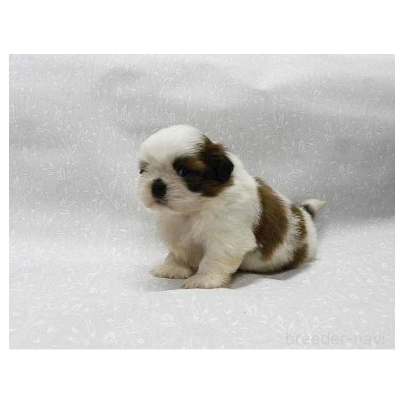 販売中の群馬県のシーズー-441268の4枚目