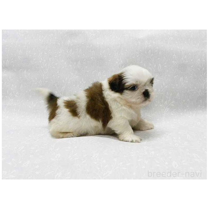 販売中の群馬県のシーズー-441268の2枚目