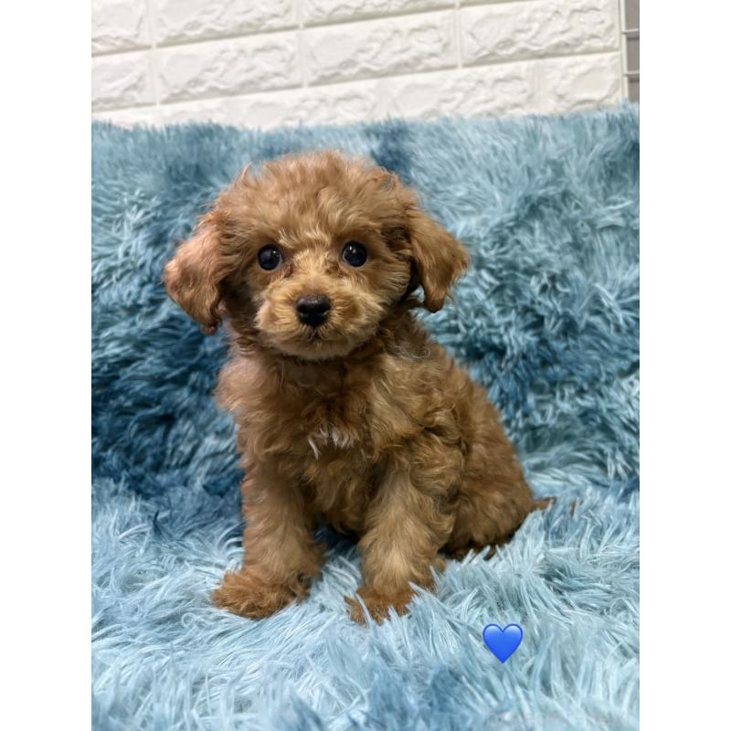 販売中の愛知県のトイプードル-429424