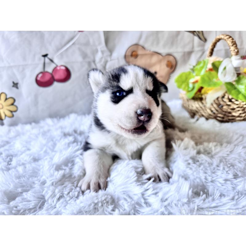 販売中の茨城県のシベリアンハスキー-440237