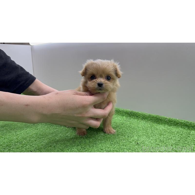 販売中の新潟県のミックス犬-441270の7枚目