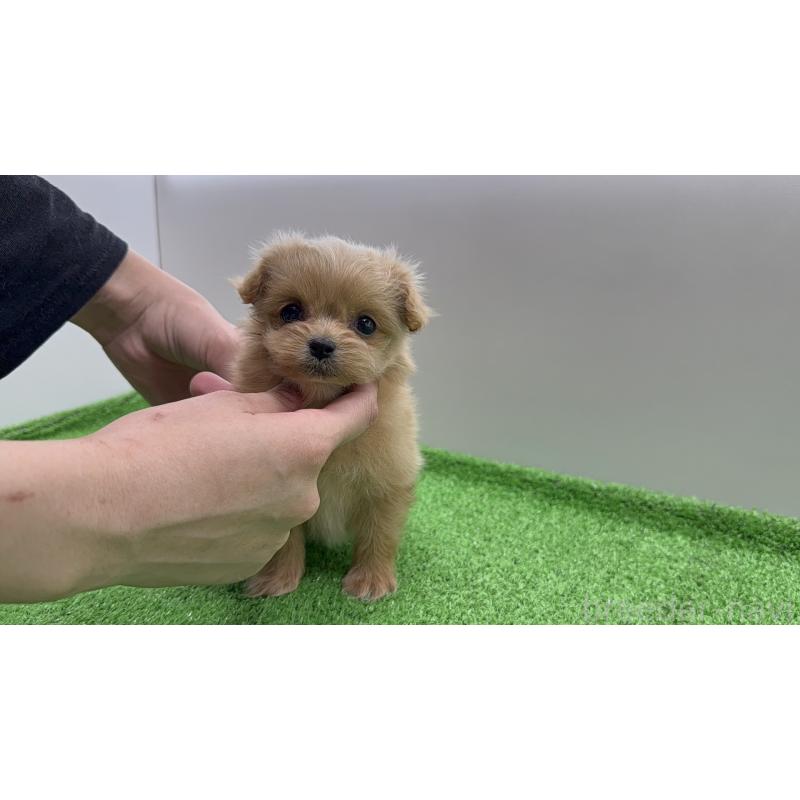 販売中の新潟県のミックス犬-441270の5枚目