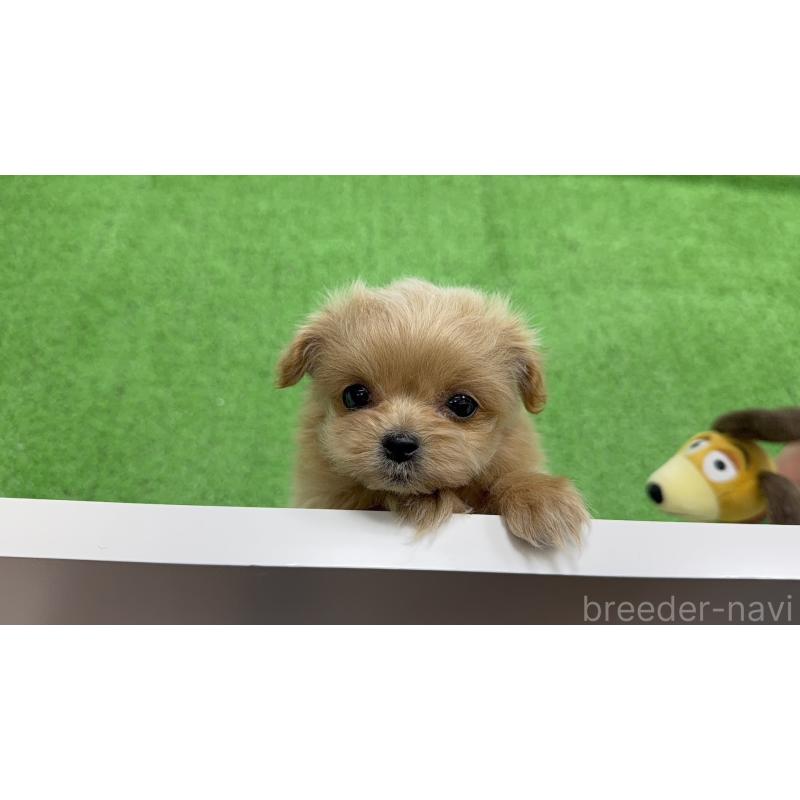 販売中の新潟県のミックス犬-441270の4枚目