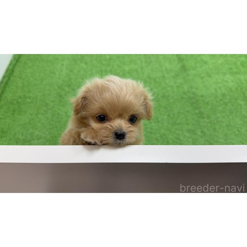 販売中の新潟県のミックス犬-441270の3枚目