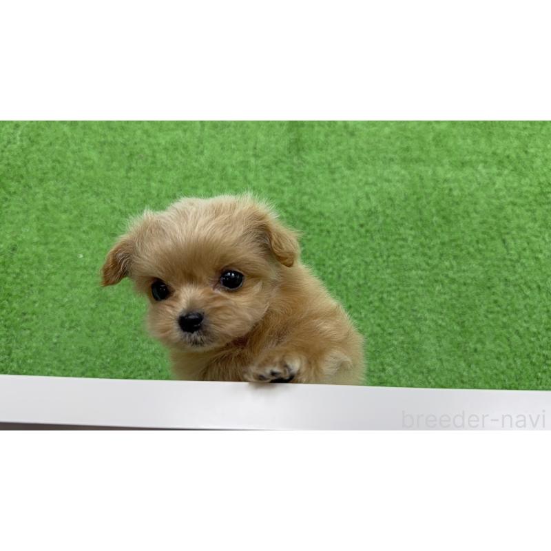 販売中の新潟県のミックス犬-441270の2枚目