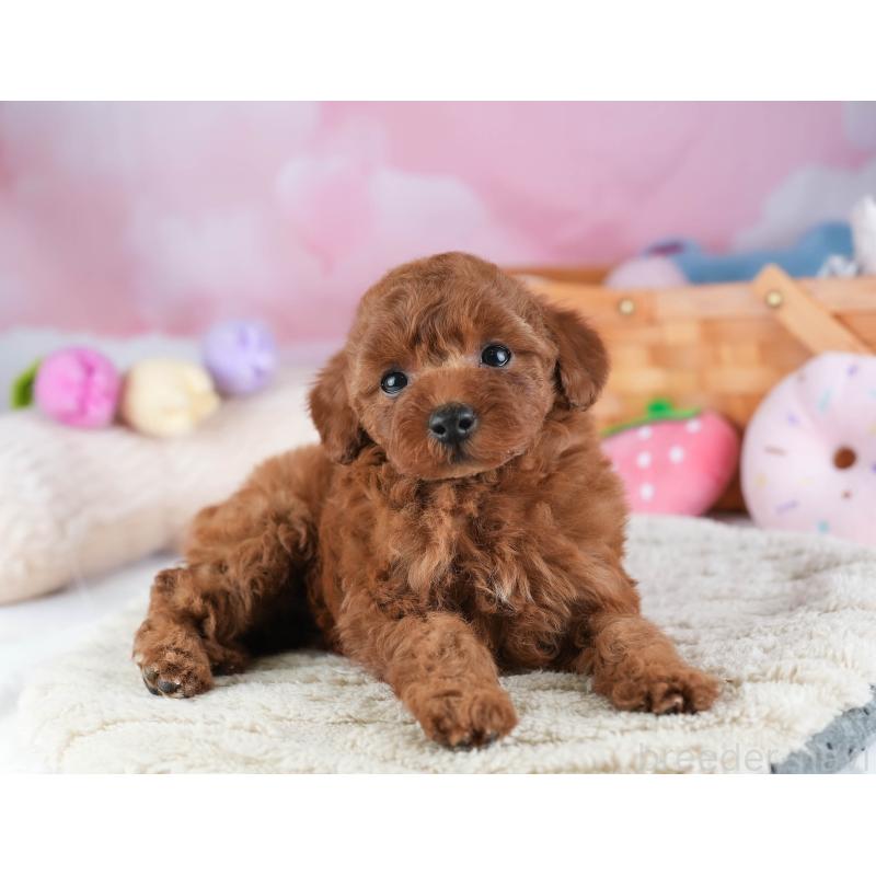 販売中の埼玉県のトイプードル-441269の11枚目