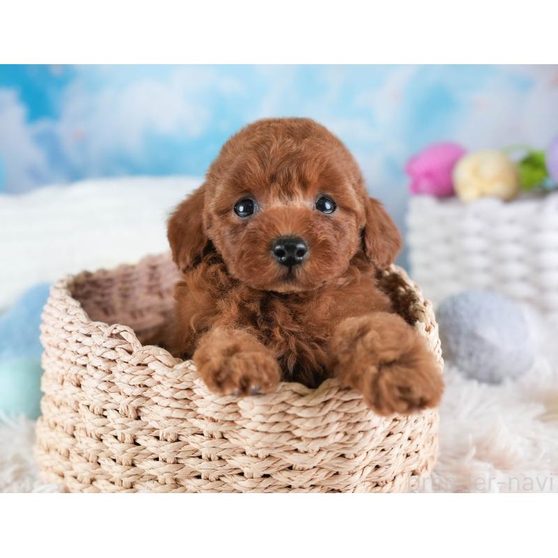 販売中の埼玉県のトイプードル-441269の10枚目