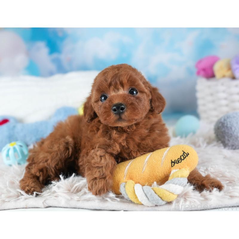 販売中の埼玉県のトイプードル-441269の9枚目