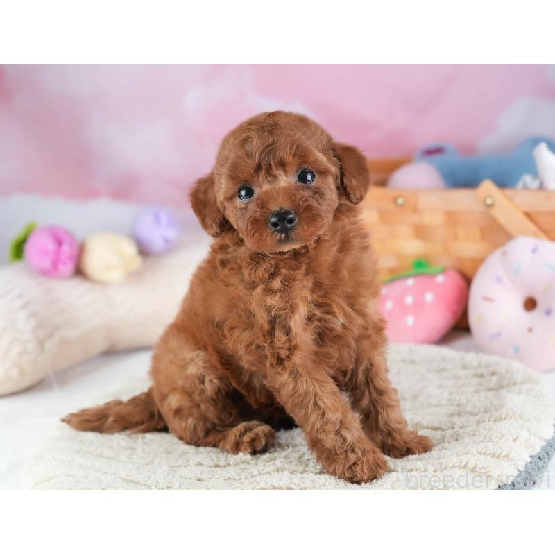 販売中の埼玉県のトイプードル-441269の8枚目