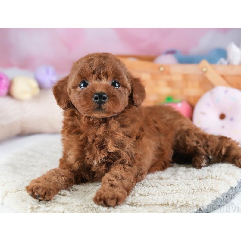 販売中の埼玉県のトイプードル-441269の7枚目