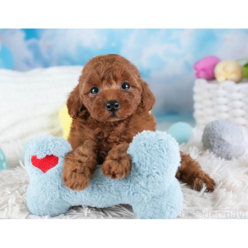 販売中の埼玉県のトイプードル-441269の6枚目