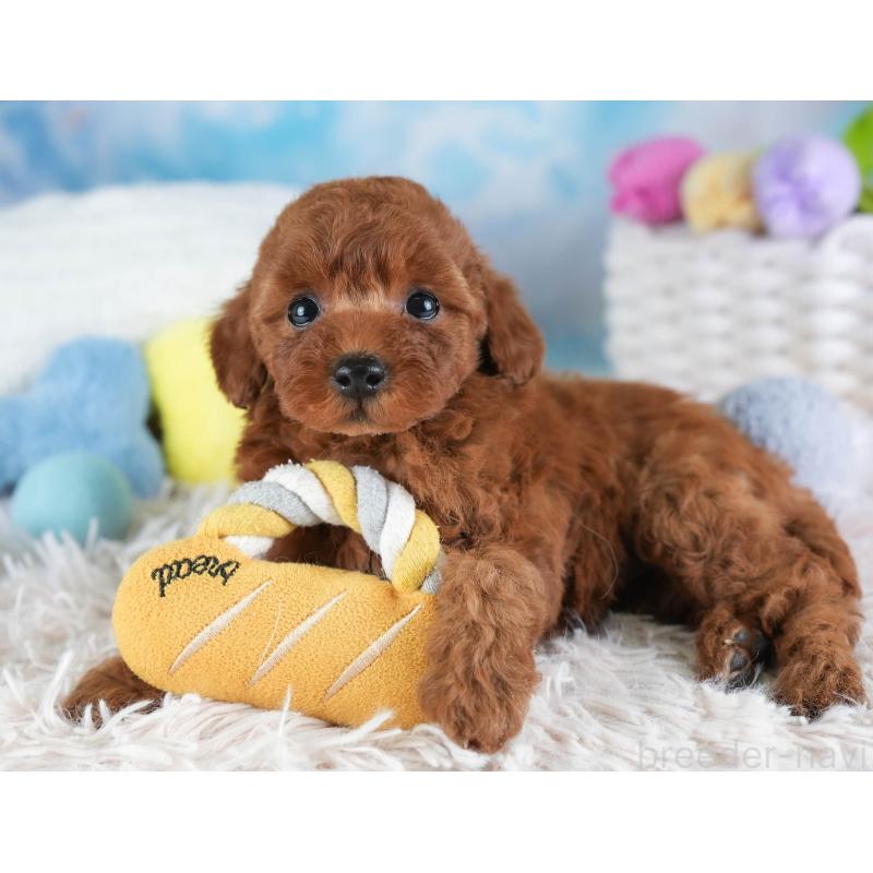 販売中の埼玉県のトイプードル-441269の5枚目