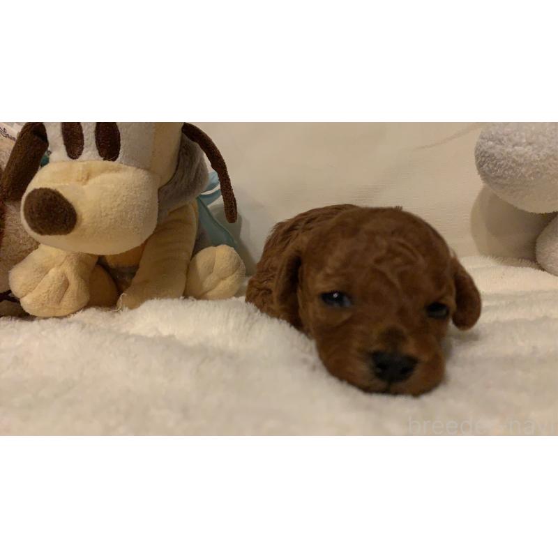 成約済の岩手県のティーカッププードル-438314の2枚目