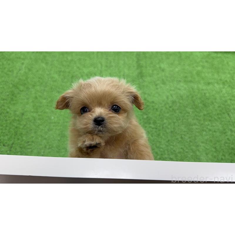 販売中の東京都のミックス犬-441271の6枚目