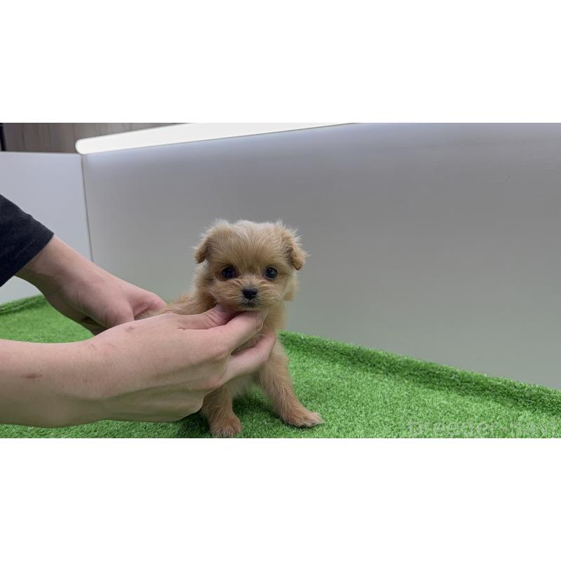 販売中の東京都のミックス犬-441271の3枚目