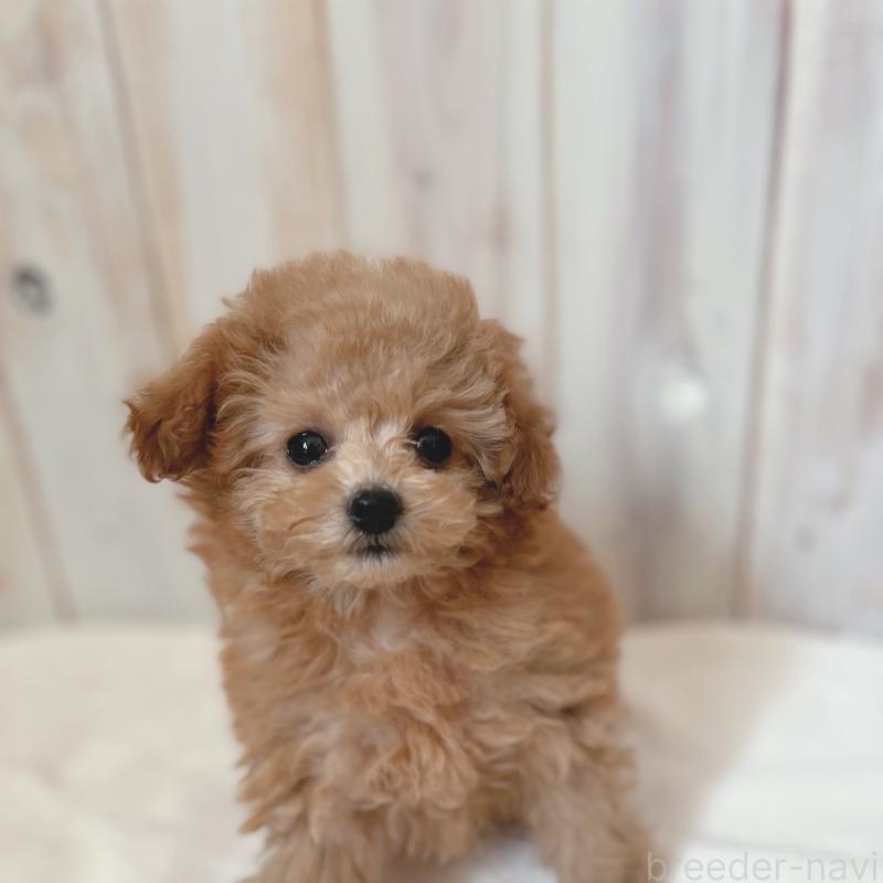 販売中の奈良県のティーカッププードル-435980