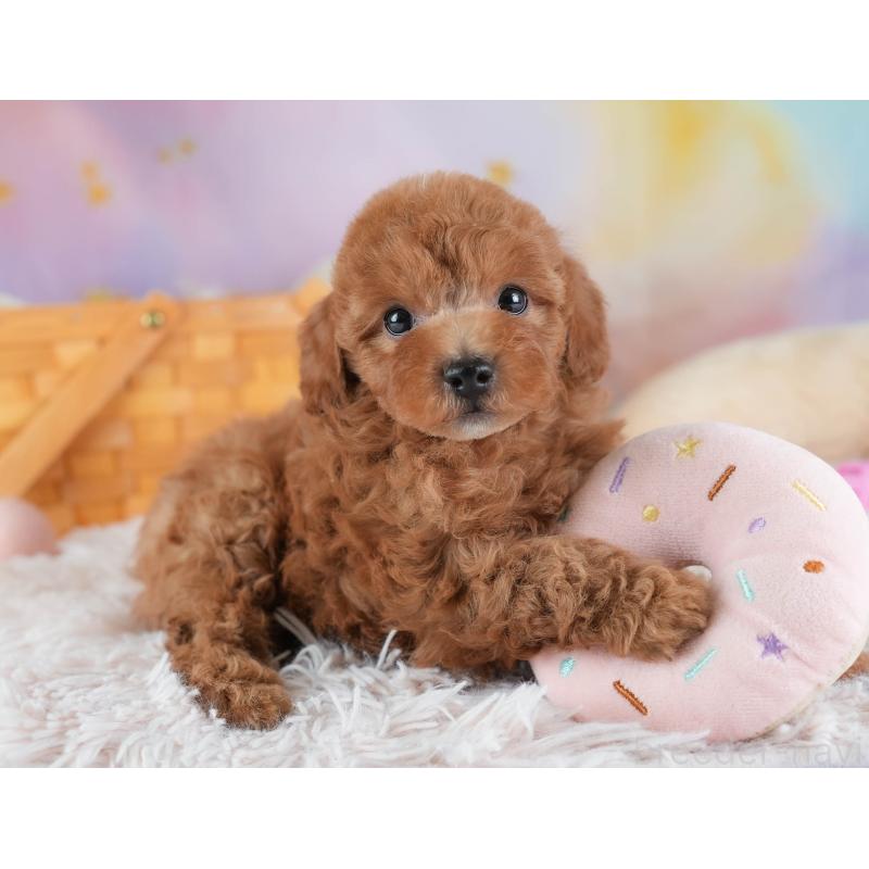 販売中の埼玉県のトイプードル-441272の9枚目