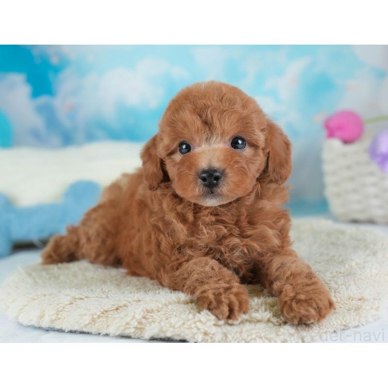 販売中の埼玉県のトイプードル-441272の8枚目