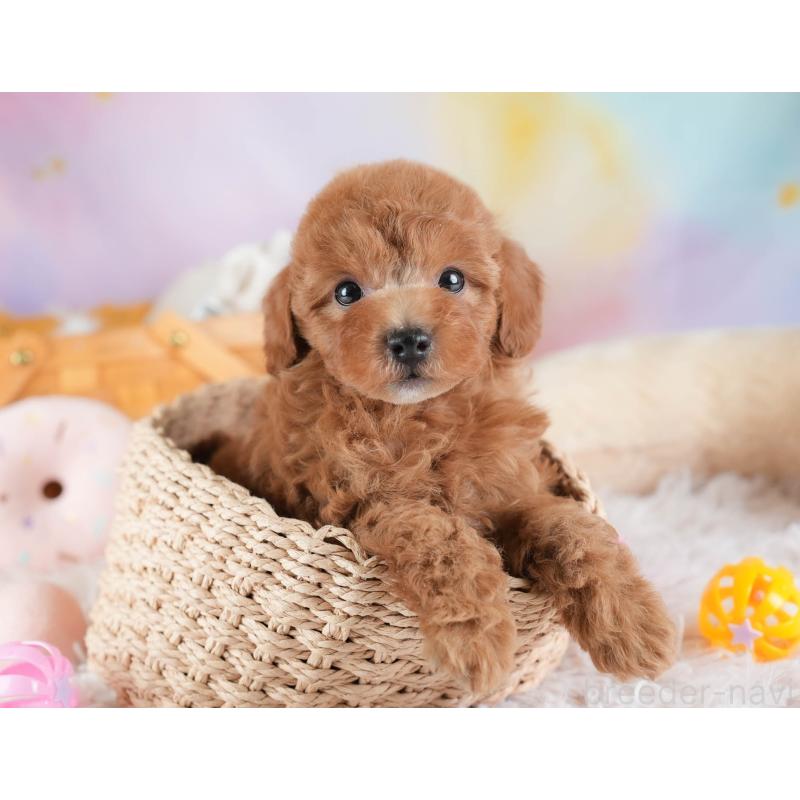 販売中の埼玉県のトイプードル-441272の7枚目